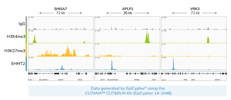 ChIC/CUT&RUN sequencing - Anti-EHMT2/G9A antibody [EPR4019(2)] - ChIP Grade (AB133482)