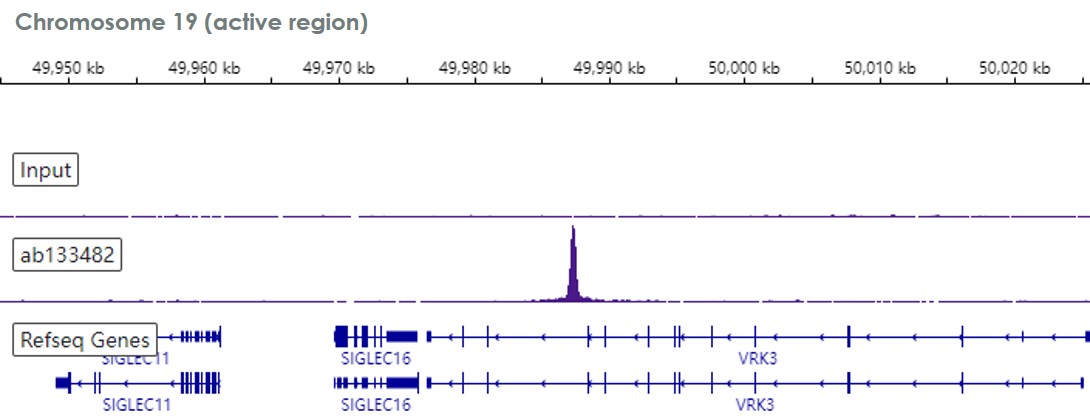 ChIP-sequencing - Anti-EHMT2/G9A antibody [EPR4019(2)] - ChIP Grade (AB133482)
