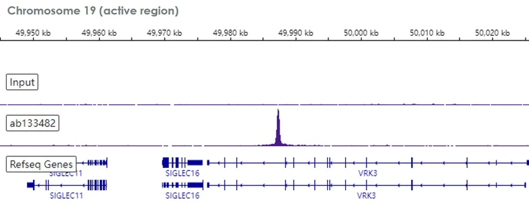 ChIP-sequencing - Anti-EHMT2/G9A antibody [EPR4019(2)] - ChIP Grade (AB133482)