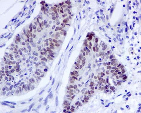 Immunohistochemistry (Formalin/PFA-fixed paraffin-embedded sections) - Anti-EHMT2/G9A antibody [EPR4019(2)] - ChIP Grade (AB133482)