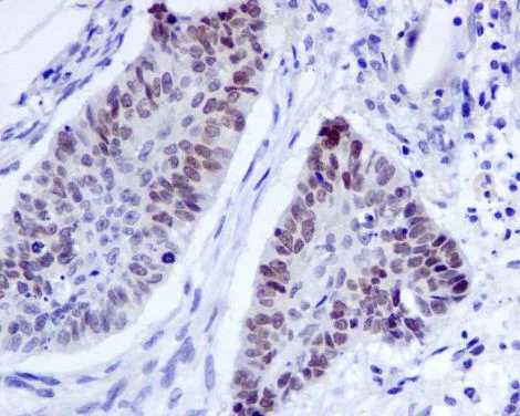 Immunohistochemistry (Formalin/PFA-fixed paraffin-embedded sections) - Anti-EHMT2/G9A antibody [EPR4019(2)] - ChIP Grade (AB133482)