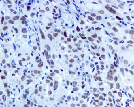 Immunohistochemistry (Formalin/PFA-fixed paraffin-embedded sections) - Anti-EHMT2/G9A antibody [EPR4019(2)] - ChIP Grade (AB133482)