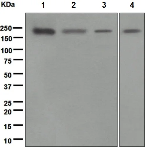Western blot - Anti-EHMT2/G9A antibody [EPR4019(2)] - ChIP Grade (AB133482)