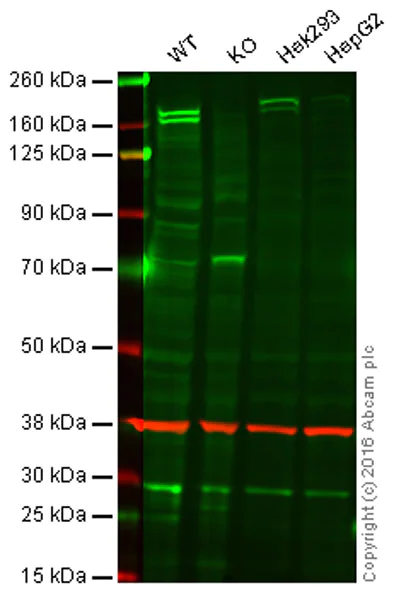 Western blot - Anti-EHMT2/G9A antibody [EPR4019(2)] - ChIP Grade (AB133482)
