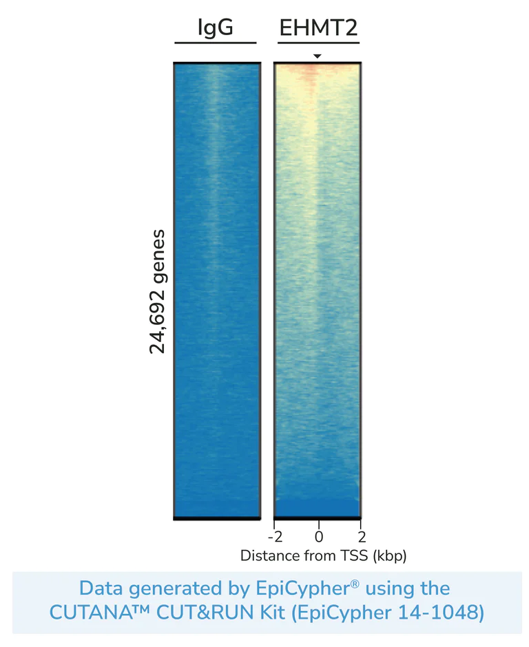 ChIC/CUT&RUN sequencing - Anti-EHMT2/G9A antibody [EPR4019(2)] - ChIP Grade - BSA and Azide free (AB248517)