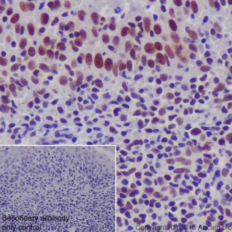 Immunohistochemistry (Formalin/PFA-fixed paraffin-embedded sections) - Anti-EHMT2/G9A + EHMT1/GLP antibody [EPR18667] (AB194299)