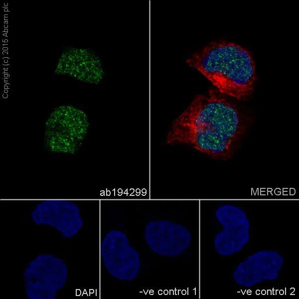 Immunocytochemistry/ Immunofluorescence - Anti-EHMT2/G9A+EHMT1/GLP antibody [EPR18667] - BSA and Azide free (AB251187)