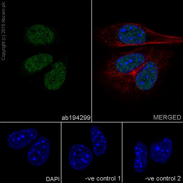 Immunocytochemistry/ Immunofluorescence - Anti-EHMT2/G9A+EHMT1/GLP antibody [EPR18667] - BSA and Azide free (ab251187), expandable thumbnail