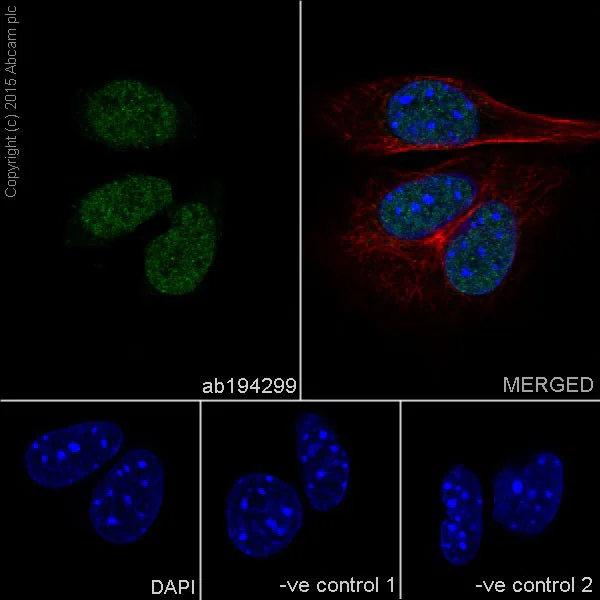 Immunocytochemistry/ Immunofluorescence - Anti-EHMT2/G9A+EHMT1/GLP antibody [EPR18667] - BSA and Azide free (AB251187)