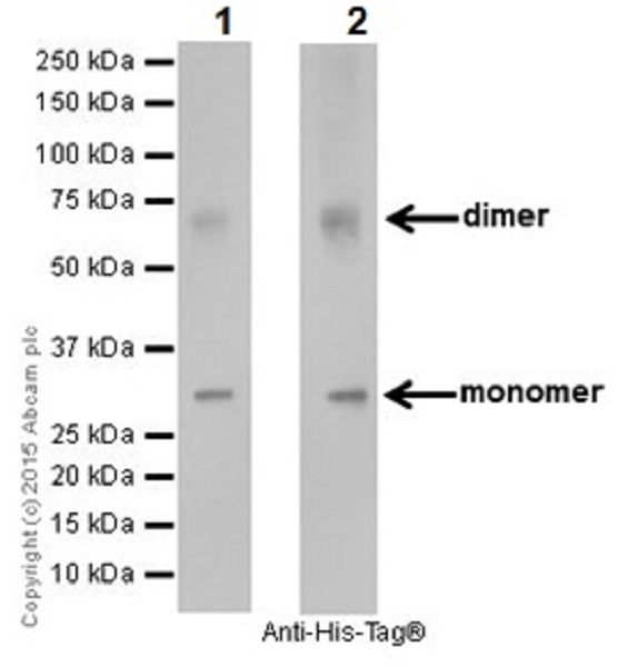 Western blot - Anti-EHMT2/G9A+EHMT1/GLP antibody [EPR18667] - BSA and Azide free (AB251187), expandable thumbnail