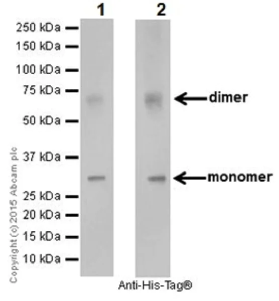 Western blot - Anti-EHMT2/G9A+EHMT1/GLP antibody [EPR18667] - BSA and Azide free (AB251187)