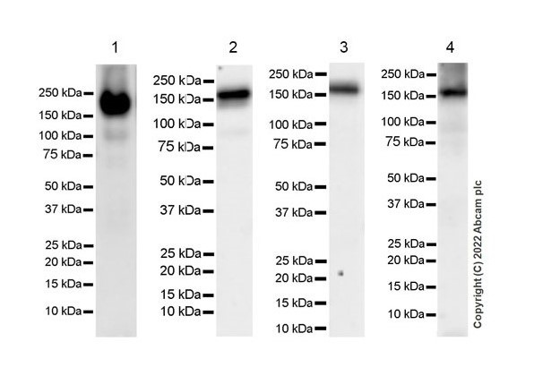Western blot - Anti-EHMT2/G9A+EHMT1/GLP antibody [EPR18667] - BSA and Azide free (ab251187), expandable thumbnail