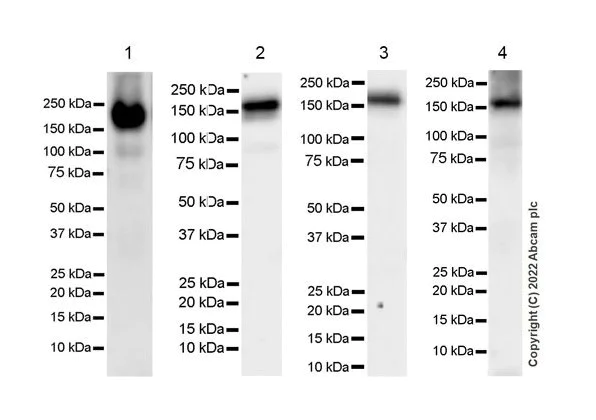Western blot - Anti-EHMT2/G9A+EHMT1/GLP antibody [EPR18667] - BSA and Azide free (AB251187)
