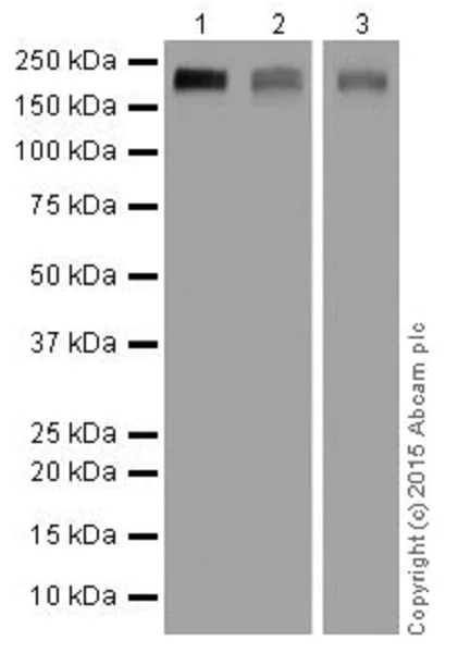 Western blot - Anti-EHMT2/G9A+EHMT1/GLP antibody [EPR18667] - BSA and Azide free (AB251187)