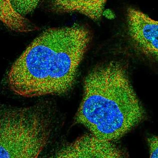 Immunocytochemistry/ Immunofluorescence - Anti-EI2BL/MRI1 antibody (AB187894)