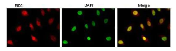 Immunocytochemistry/ Immunofluorescence - Anti-EID1 antibody [26] (AB78323)