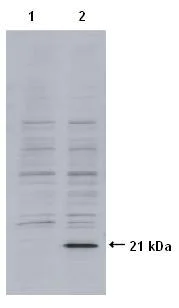 Western blot - Anti-EID1 antibody [26] (AB78323)