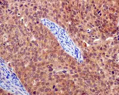 Immunohistochemistry (Formalin/PFA-fixed paraffin-embedded sections) - Anti-EID1 antibody [EPR13636] (AB180133)