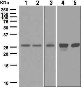 Western blot - Anti-eIF-6 antibody [EPR6512(B)] - BSA and Azide free (AB248029)