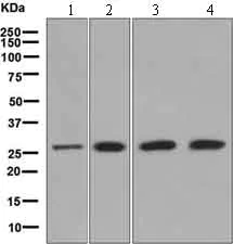 Western blot - Anti-eIF-6 antibody [EPR6513] (AB133321)