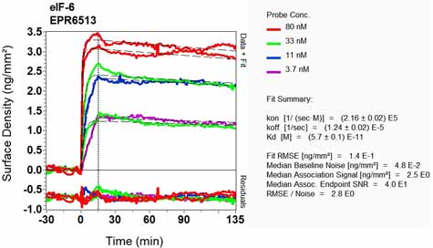 OI-RD Scanning - Anti-eIF-6 antibody [EPR6513] - BSA and Azide free (AB248473), expandable thumbnail