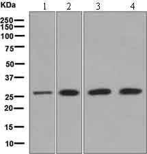 Western blot - Anti-eIF-6 antibody [EPR6513] - BSA and Azide free (AB248473), expandable thumbnail