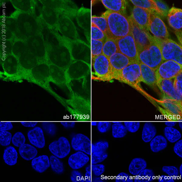 Immunocytochemistry/ Immunofluorescence - Anti-eIF1A antibody [EPR12466(B)] (AB177939)