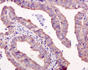Immunohistochemistry (Formalin/PFA-fixed paraffin-embedded sections) - Anti-eIF1A antibody [EPR12466(B)] (AB177939)