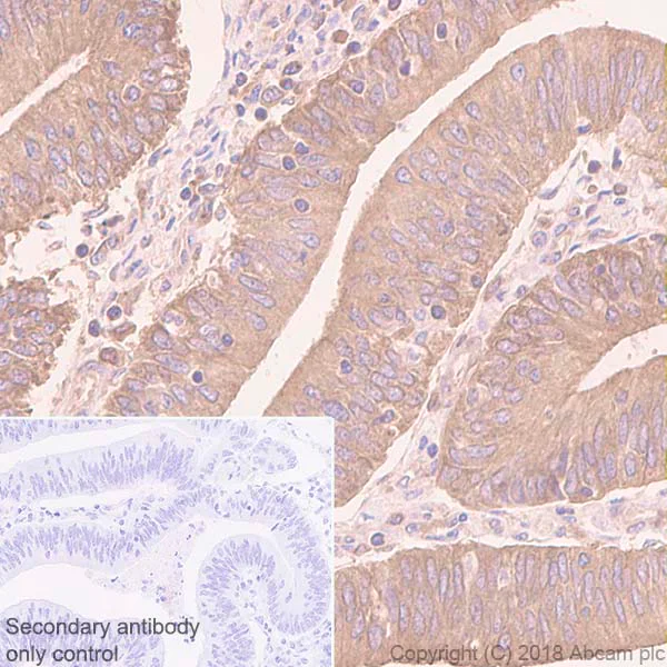 Immunohistochemistry (Formalin/PFA-fixed paraffin-embedded sections) - Anti-eIF1A antibody [EPR12466(B)] (AB177939)