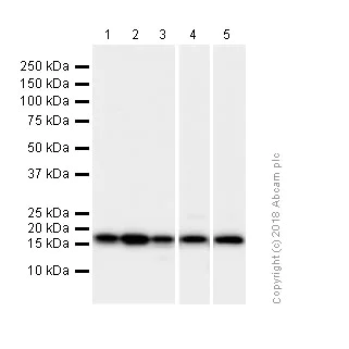 Western blot - Anti-eIF1A antibody [EPR12466(B)] (AB177939)