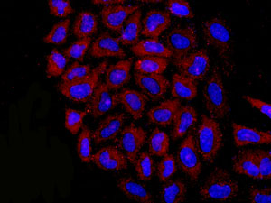 Immunocytochemistry/ Immunofluorescence - Anti-eIF1A antibody [EPR12466(B)] - BSA and Azide free (ab243919), expandable thumbnail