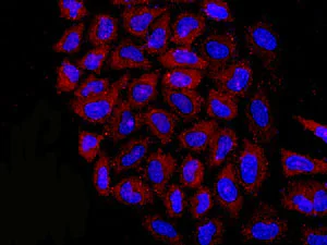 Immunocytochemistry/ Immunofluorescence - Anti-eIF1A antibody [EPR12466(B)] - BSA and Azide free (AB243919)