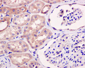 Immunohistochemistry (Formalin/PFA-fixed paraffin-embedded sections) - Anti-eIF1A antibody [EPR12466(B)] - BSA and Azide free (AB243919)