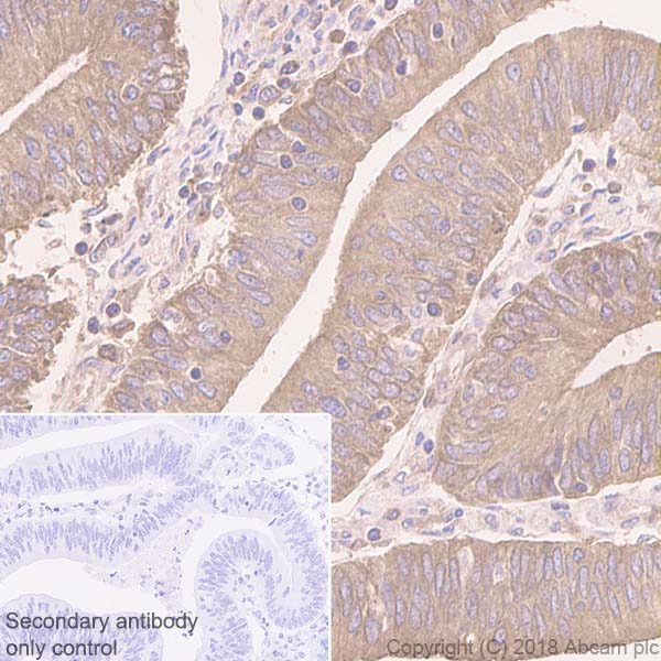 Immunohistochemistry (Formalin/PFA-fixed paraffin-embedded sections) - Anti-eIF1A antibody [EPR12466(B)] - BSA and Azide free (AB243919), expandable thumbnail