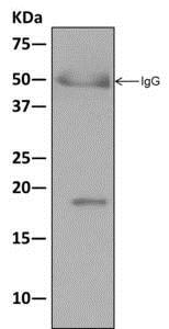Immunoprecipitation - Anti-eIF1A antibody [EPR12466(B)] - BSA and Azide free (ab243919), expandable thumbnail