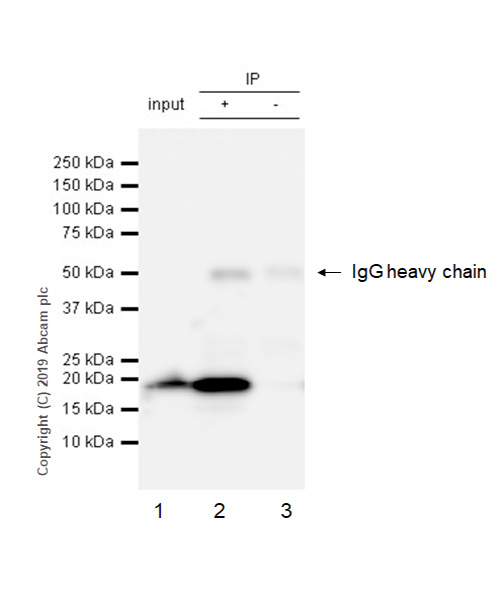 Immunoprecipitation - Anti-eIF1A antibody [EPR12466(B)] - BSA and Azide free (AB243919), expandable thumbnail