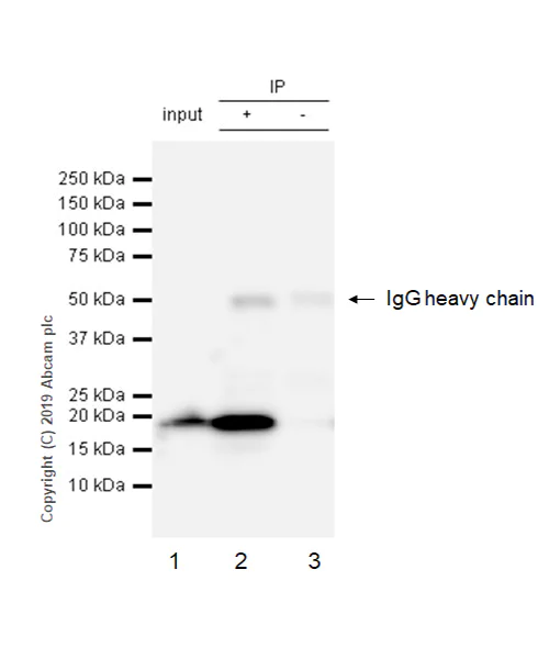 Immunoprecipitation - Anti-eIF1A antibody [EPR12466(B)] - BSA and Azide free (AB243919)