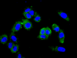 Immunocytochemistry/ Immunofluorescence - Anti-eIF1A antibody [EPR12467] - BSA and Azide free (AB249716), expandable thumbnail