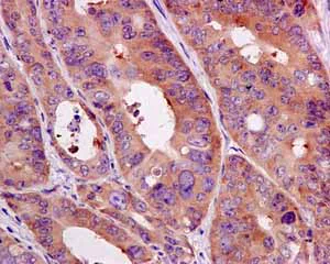 Immunohistochemistry (Formalin/PFA-fixed paraffin-embedded sections) - Anti-eIF1A antibody [EPR12467] - BSA and Azide free (AB249716)