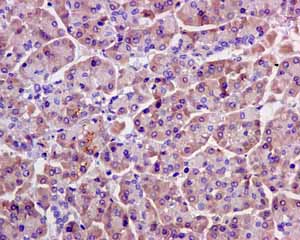 Immunohistochemistry (Formalin/PFA-fixed paraffin-embedded sections) - Anti-eIF1A antibody [EPR12467] - BSA and Azide free (AB249716), expandable thumbnail