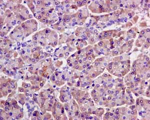 Immunohistochemistry (Formalin/PFA-fixed paraffin-embedded sections) - Anti-eIF1A antibody [EPR12467] - BSA and Azide free (AB249716)