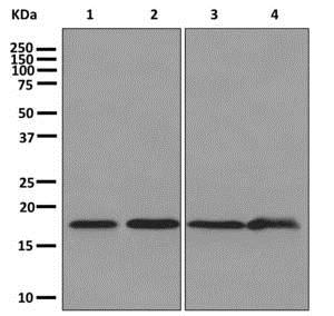 Western blot - Anti-eIF1A antibody [EPR12467] - BSA and Azide free (AB249716), expandable thumbnail