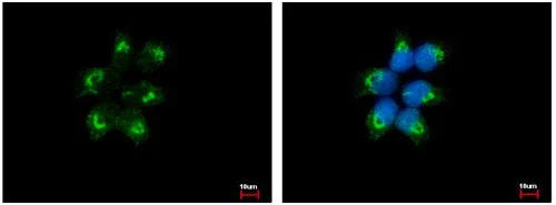 Immunocytochemistry/ Immunofluorescence - Anti-EIF1AY antibody (AB155546)