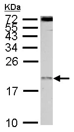 Western blot - Anti-EIF1AY antibody (AB155546)