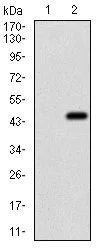 Western blot - Anti-eIF2A antibody [3A7B11] (AB181467)