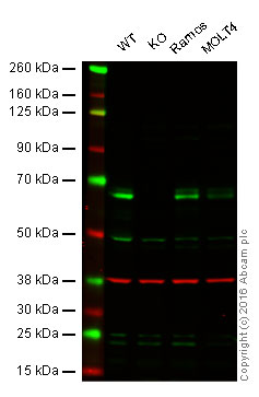 Western blot - Anti-eIF2A antibody [3A7B11] (AB181467), expandable thumbnail