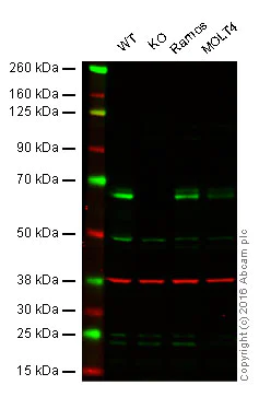 Western blot - Anti-eIF2A antibody [3A7B11] (AB181467)