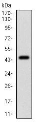 Western blot - Anti-eIF2A antibody [3A7B11] (AB181467)