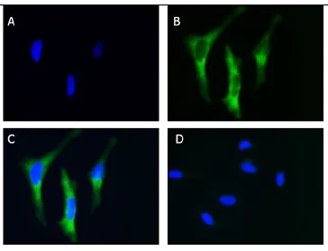Immunocytochemistry/ Immunofluorescence - Anti-eIF2A antibody (AB235147)