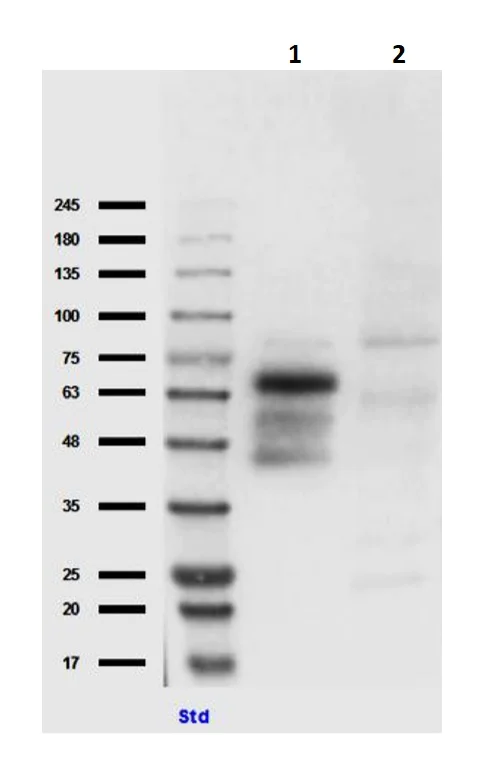 Western blot - Anti-eIF2A antibody (AB235147)